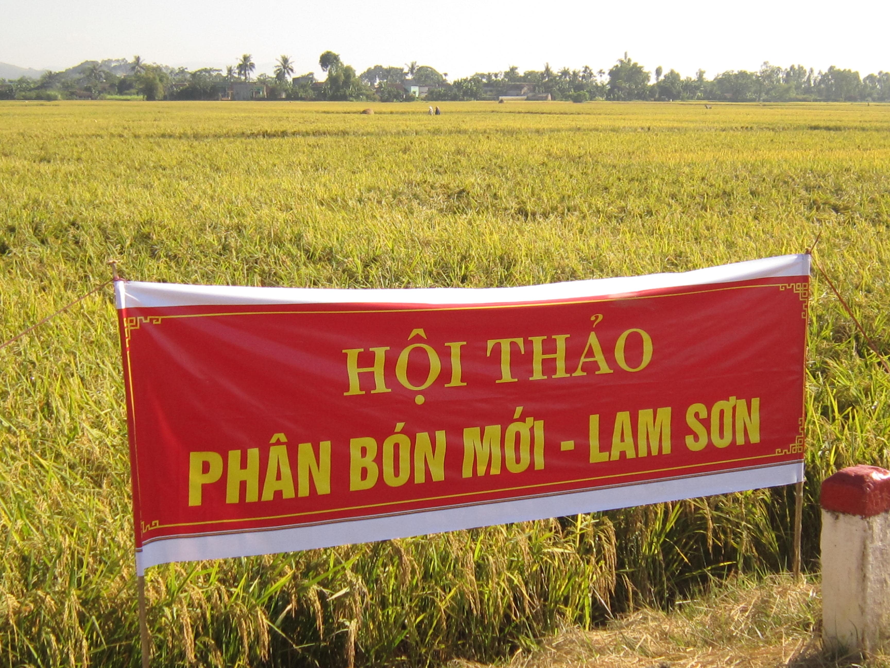 Thanh Hóa: Hội nghị đầu bờ mô hình lúa TBR1 và sử dụng phân bón hữu cơ Lam Sơn trên giống TĐB5