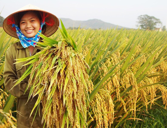 Sử dụng phân bón NPK Lam Sơn để tăng năng suất, sản lượng cây trồng