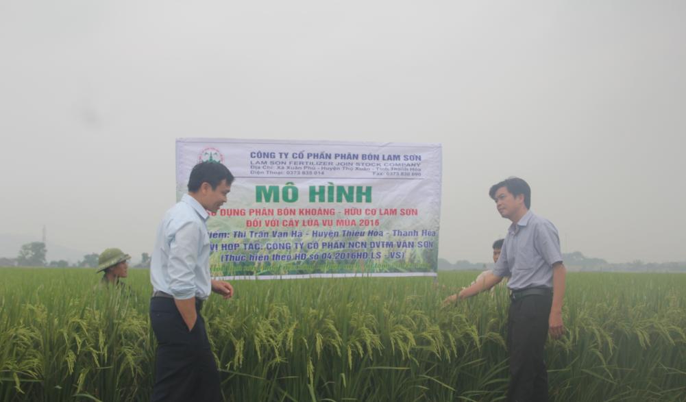 Thanh Hoá: Mô hình sử dụng phân bón NPK hữu cơ Lam Sơn đạt hiệu quả cao