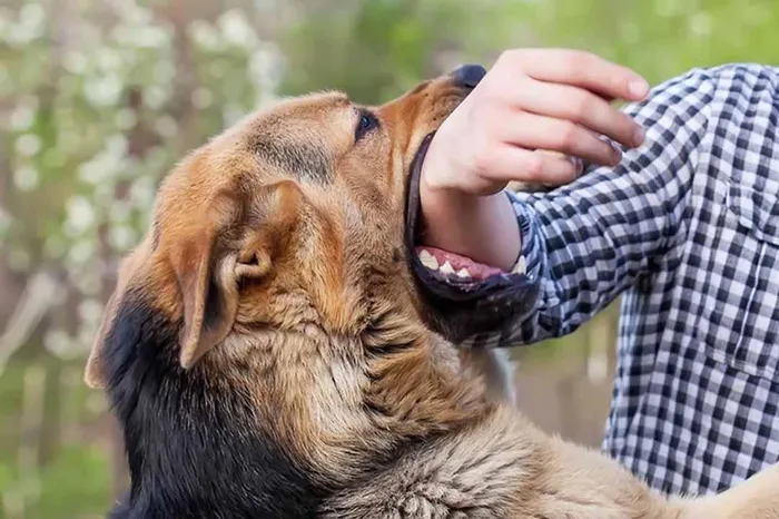 Mơ thấy mình bị chó cắn chảy máu