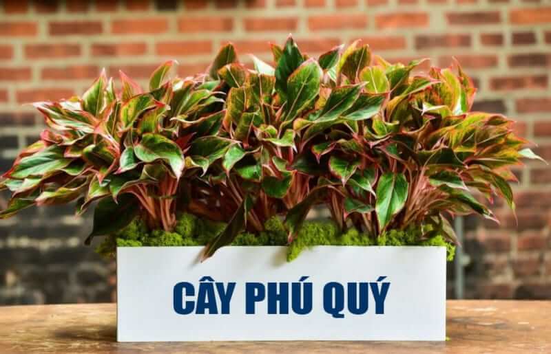 Cây Phú Quý đem lại phúc lộc