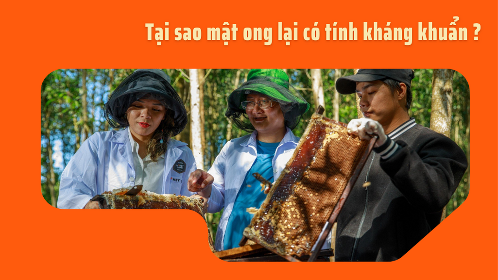 TẠI SAO MẬT ONG LẠI CÓ TÍNH KHÁNG KHUẨN?