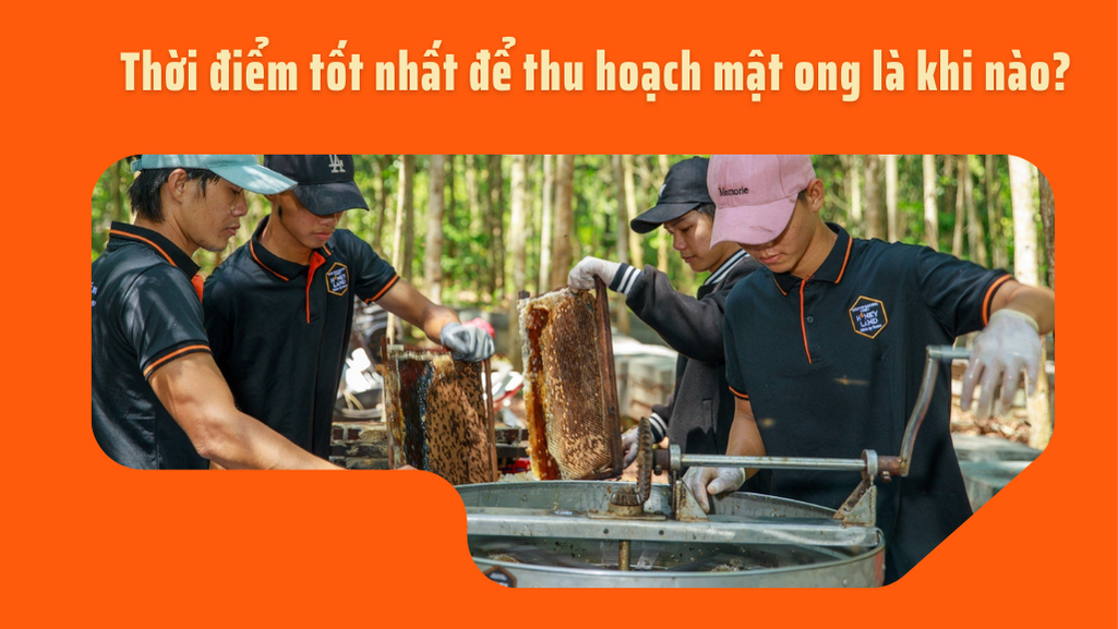 THỜI ĐIỂM TỐT NHẤT ĐỂ THU HOẠCH MẬT ONG LÀ KHI NÀO?