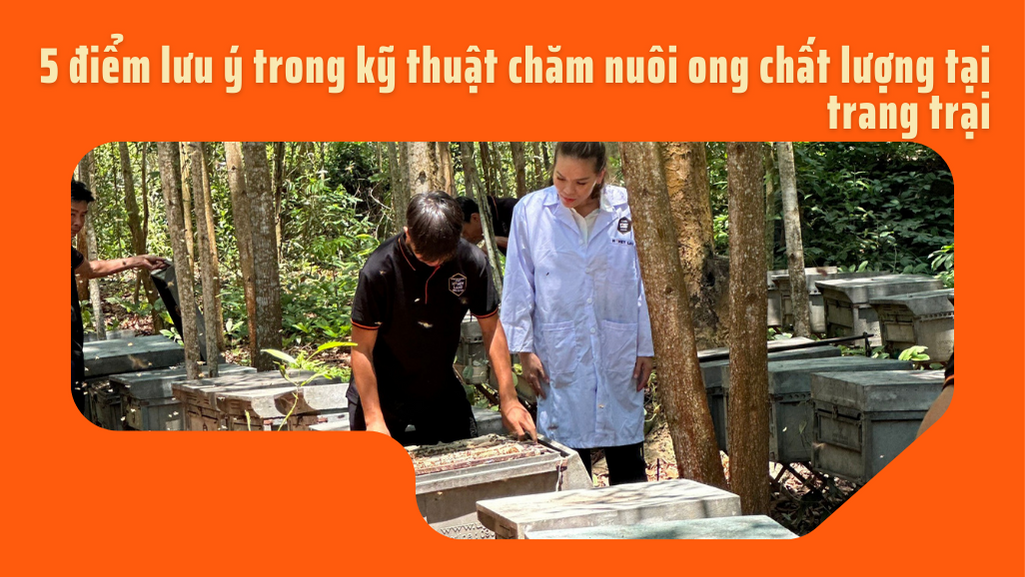 5 ĐIỂM LƯU Ý TRONG KỸ THUẬT CHĂM NUÔI ONG CHẤT LƯỢNG TẠI TRANG TRẠI