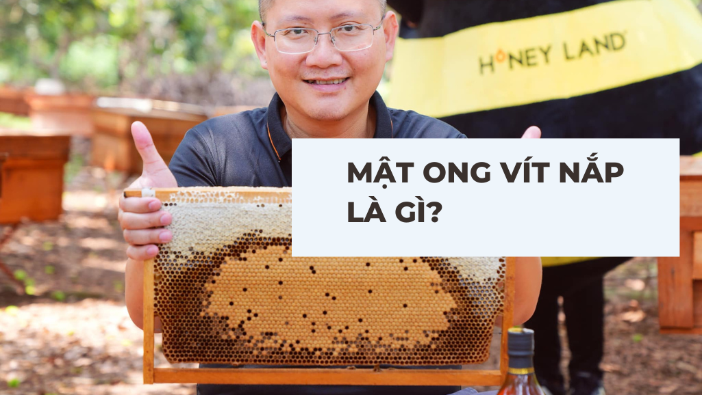 Mật ong vít nắp là gì? Tại sao nên sử dụng mật ong vít nắp