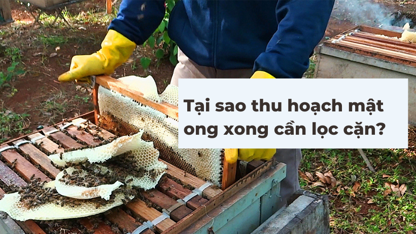 Tại sao thu hoạch mật ong xong cần lọc cặn?