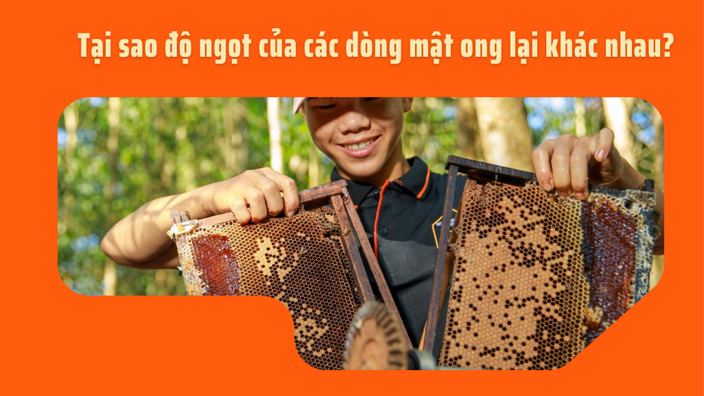 TẠI SAO ĐỘ NGỌT CỦA CÁC DÒNG MẬT ONG LẠI KHÁC NHAU?