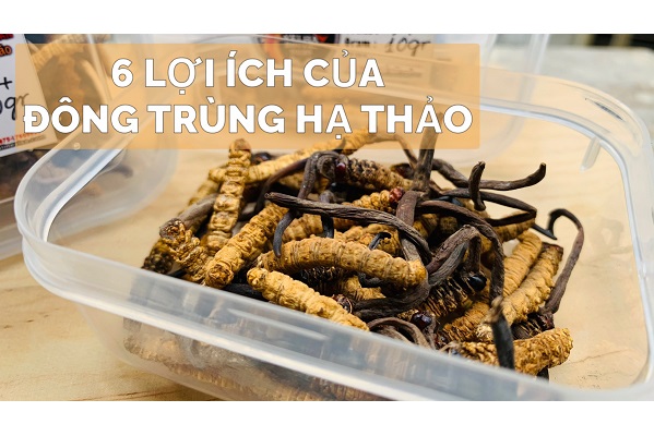 6 Lợi Ích Của Đông Trùng Hạ Thảo Mà Khoa Học Đã Chứng Minh