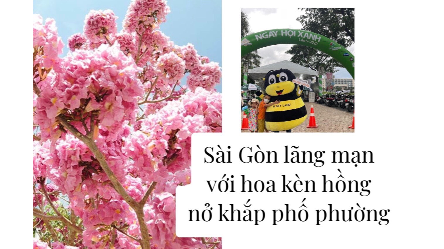 Sài Gòn thay áo lãng mạn với mùa hoa kèn hồng bung nở khắp phố phường
