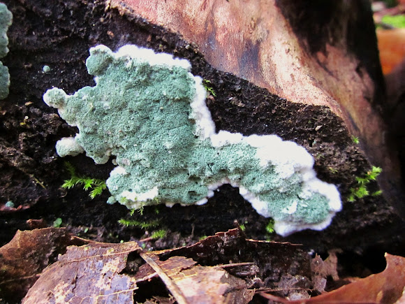 Cách phân biệt trichoderma với các loại nấm khác trong nông nghiệp