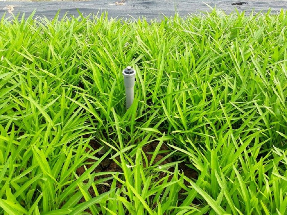 Phân bò hữu cơ vi sinh – Xu hướng mới trong nông nghiệp bền vững