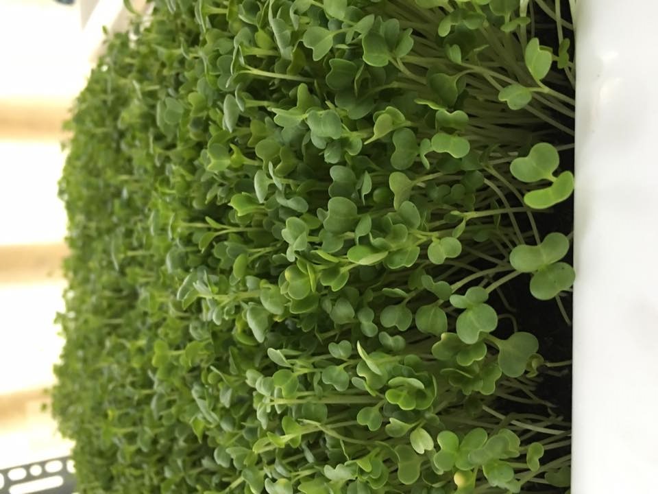 Khám phá 5 tác dụng của vỏ trứng với cây trồng