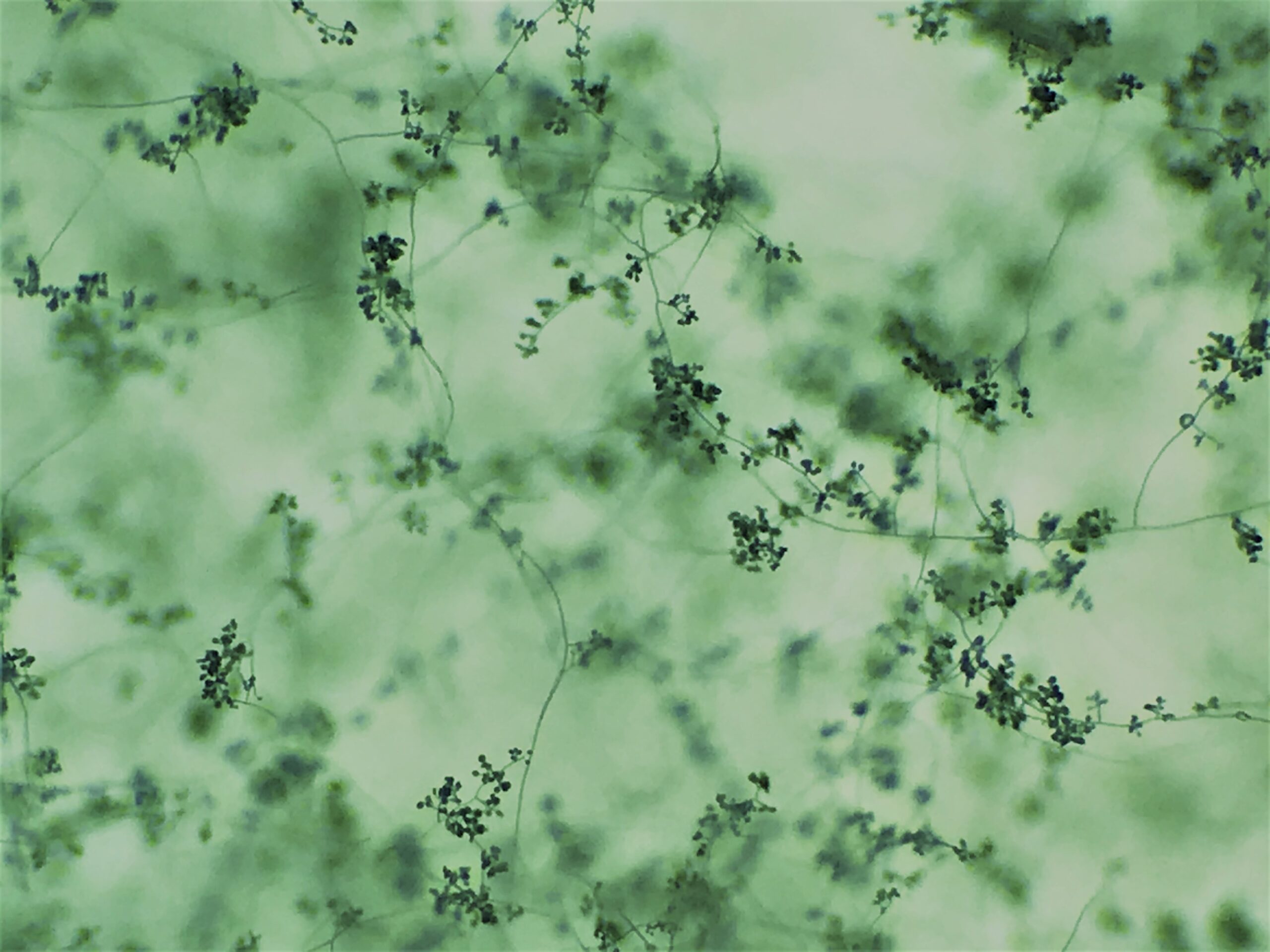 Trichoderma Inhamatum Trichoderma – phương pháp phòng trừ nấm bệnh sinh học tối ưu – Phân bò ...