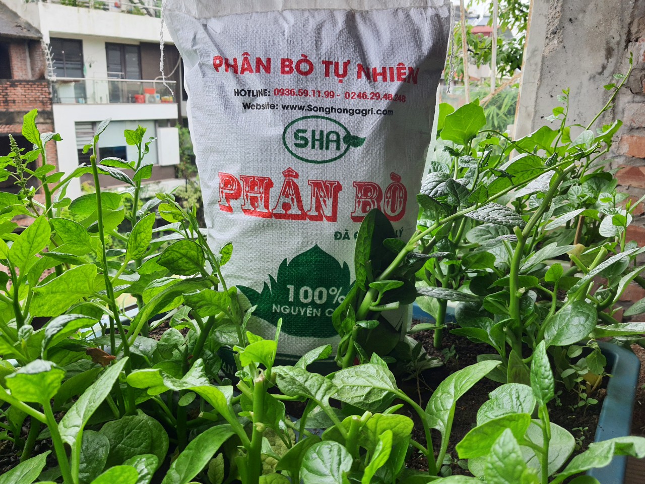 Công thức 6 biết - Để trồng rau mồng tơi tại  nhà xanh tốt.