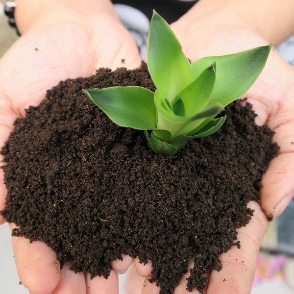 Phân Trùn Quế Trồng Rau Sạch – Tuyệt Vời