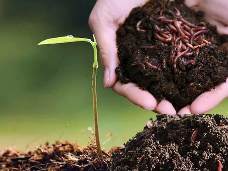 Nguồn gốc của phân trùn quế: Có phải phân trùn quế được làm 100% từ chất thải của trùn quế?