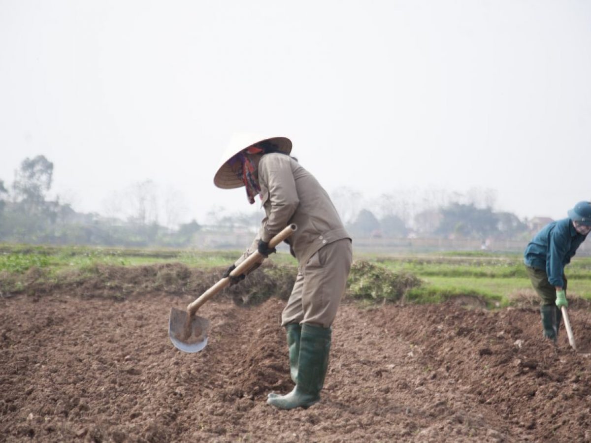 Có tác dụng giúp cải tạo đất 