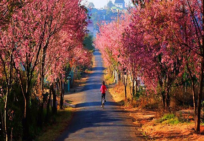 TOUR DU LỊCH ĐÀ LẠT 3 NGÀY 2 ĐÊM