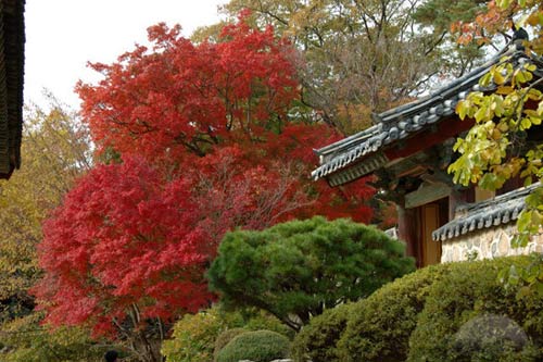 HÀ NỘI - DAEGU - GEYONGJU - JINHAE - BUSAN - HÀ NỘI