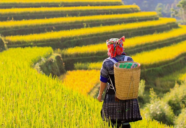 DU LỊCH TÂY BẮC: NGHĨA LỘ - MÙ CANG CHẢI - TÚ LỆ