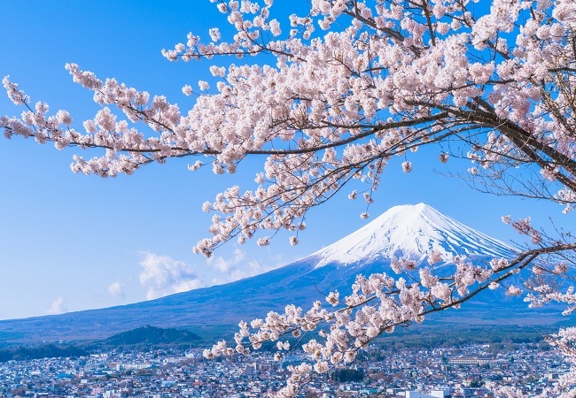 DU LỊCH NHẬT BẢN TẾT NGUYÊN ĐÁN NGẮM HOA ANH ĐÀO SỚM: HÀ NỘI - OSAKA – KYOTO – NARA – NAGOYA – PHÚ SỸ- TOKYO 6 Ngày 5 Đêm bay VNA