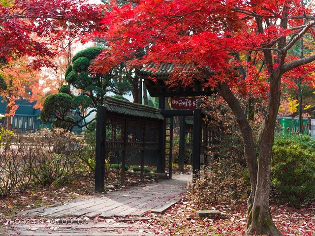 KHÁM PHÁ XỨ SỞ KIM CHI: HÀ NỘI - SEOUL - NAMI - NAMSAN TOWER - KBS - 3D - BẢO TÀNG ĐÁ TUYẾT