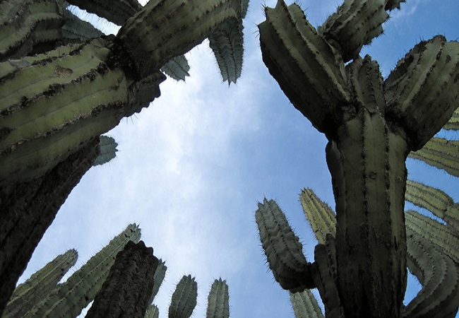 Du lịch Mexico: Leo núi lửa, lạc giữa rừng gai xương rồng