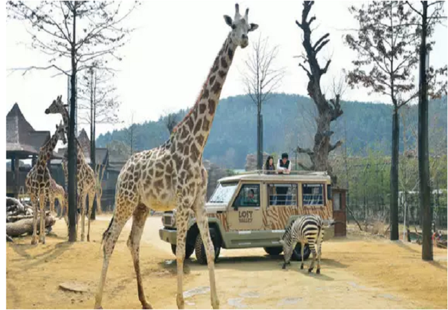 Tour Du lịch Mùa Xuân Hàn Quốc GIÁ SHOCK: Hà Nội - Seoul - Đảo Nami - Công viên Everland 5 Ngày 4 Đêm bay Air Macau 2018