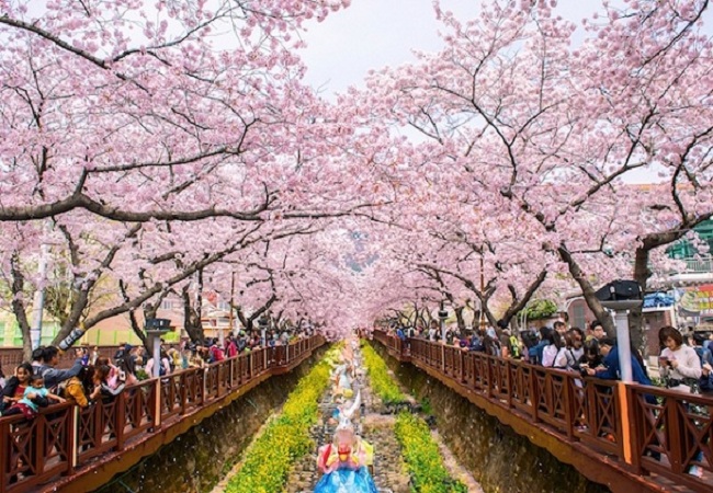 Tour Du lịch Mùa Xuân Hàn Quốc GIÁ SHOCK: Hà Nội - Seoul - Đảo Nami - Công viên Everland 5 Ngày 4 Đêm bay Air Macau 2018