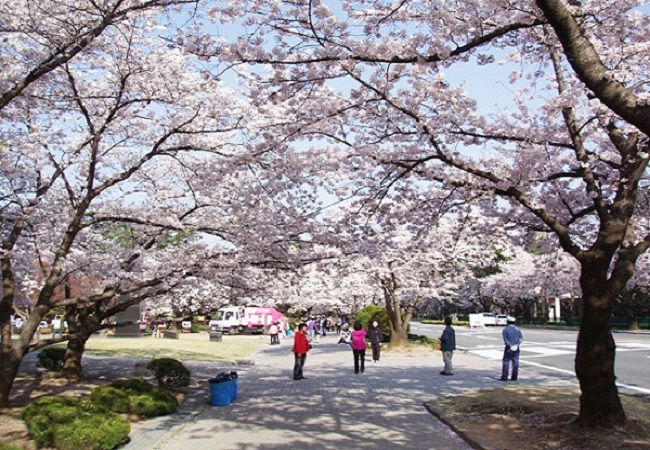 DU XUÂN MẬU TUẤT 2018 VÀ TRƯỢT TUYẾT TẠI HÀN QUỐC: SEOUL - JEJU - NAMI - YANJIPINE