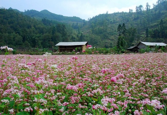 Tour Hà Giang - Đồng Văn - Hoàng Su Phì - Xín Mần 4N3D