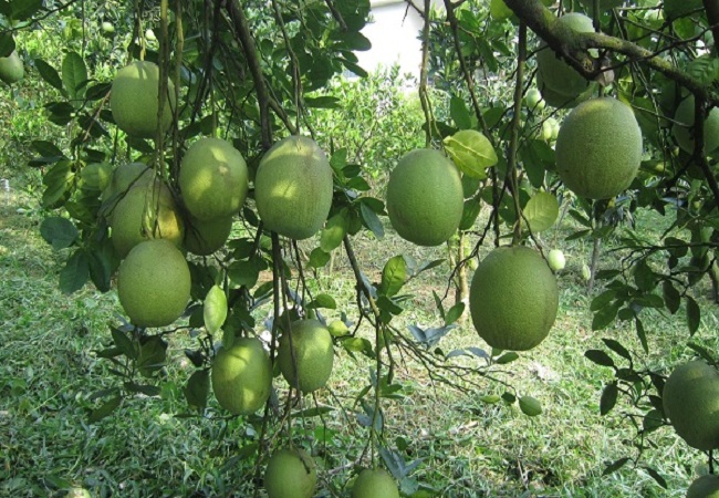 ĐỀN MẪU ÂU CƠ - ĐẦM AO CHÂU - ĐỀN HÙNG - LÀNG CỔ HÙNG LÔ