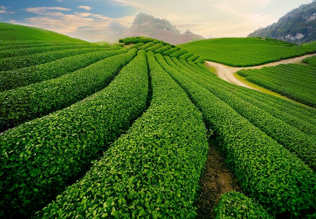TOUR MỘC CHÂU - MƯỜNG PHĂNG - ĐIỆN BIÊN NGẮM RỪNG HOA BAN