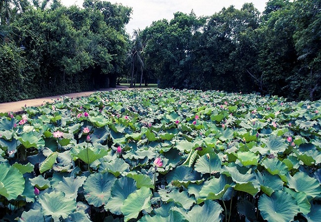 HÀ NỘI – BÃI LỮ RESORT – QUÊ BÁC - HÀ NỘI