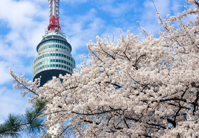Tour Du lịch Mùa Xuân Hàn Quốc GIÁ SHOCK: Hà Nội - Seoul - Đảo Nami - Công viên Everland 5 Ngày 4 Đêm bay Air Macau 2018