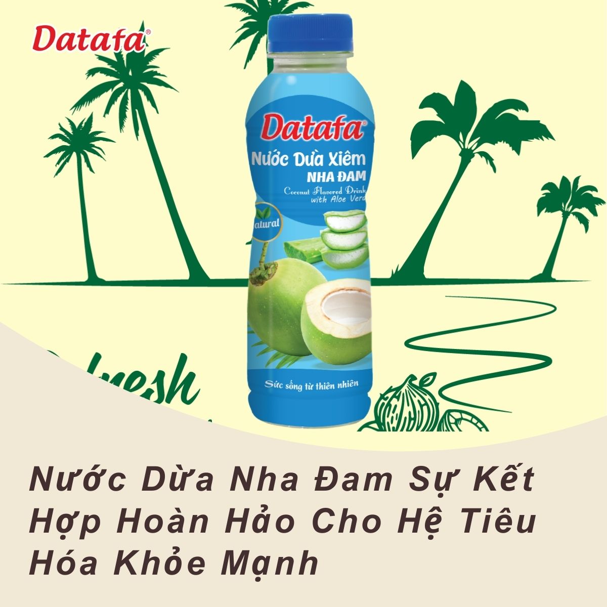 Nước Dừa Nha Đam Sự Kết Hợp Hoàn Hảo Cho Hệ Tiêu Hóa Khỏe Mạnh