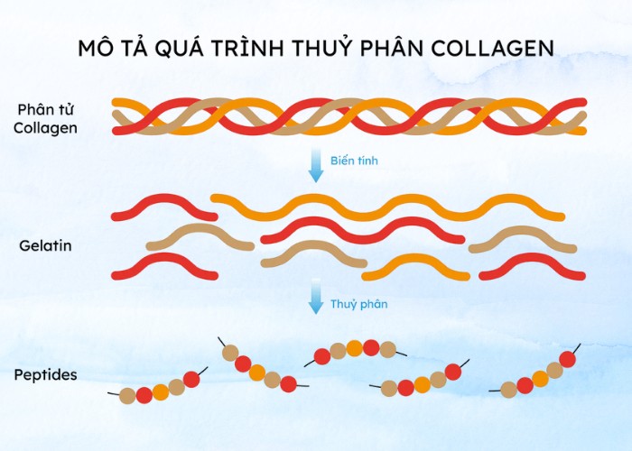 phantucollagen