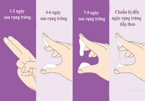 Cách tính ngày rụng trứng để sinh con trai