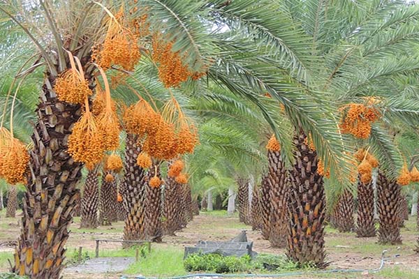 ăn nhiều quả chà là có tốt không​