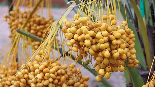 Chà là sấy khô nguyên cành tunisia