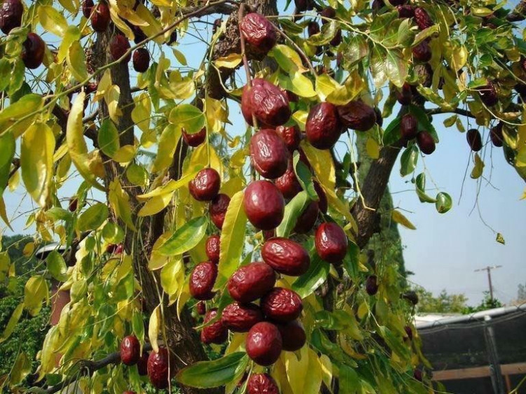 Táo đỏ Tân Cương Hòa Điền