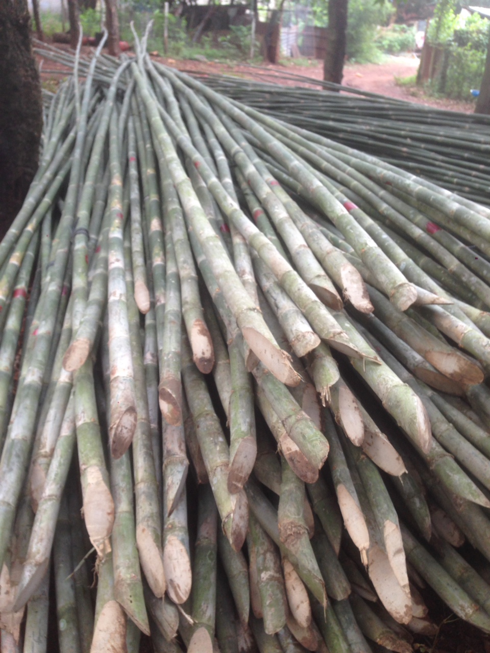 cây tầm vông