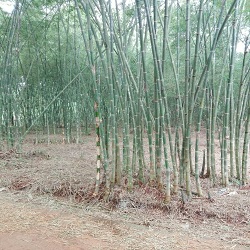 CAY TAM VONG