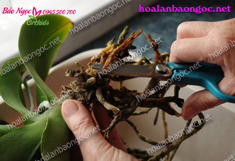 Cách chăm sóc hoa Lan Hồ Điệp sau khi hoa tàn để cây ra hoa đợt mới