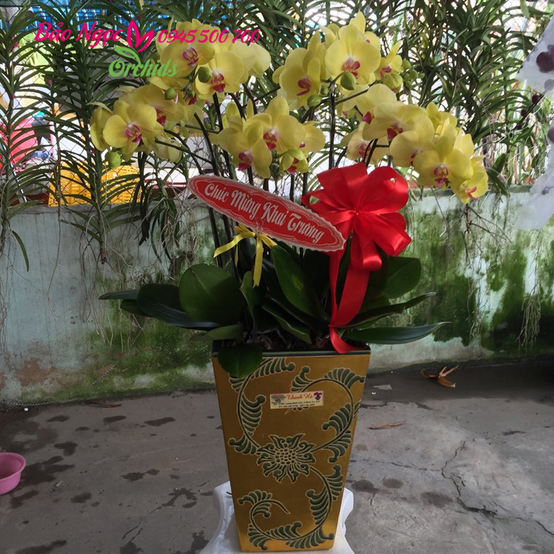 Shop bán chậu lan hồ điệp ở HCM