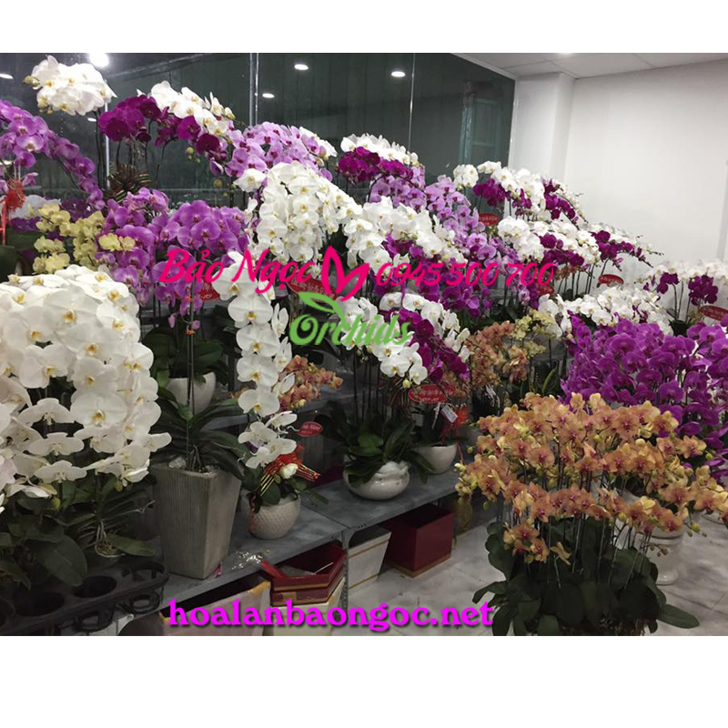 Mặt bằng shop hoa lan hồ điệp