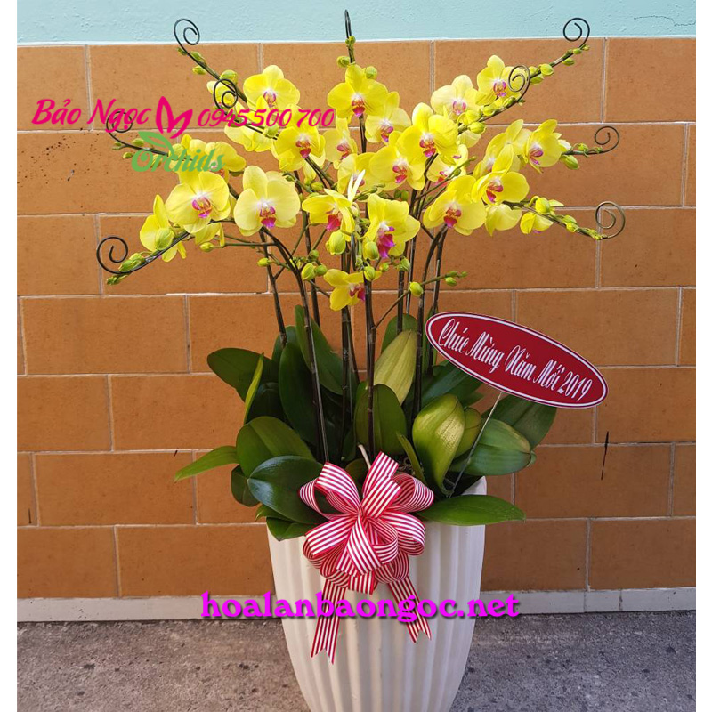 Chậu lan hồ điệp vàng chúc mừng năm mới 2019