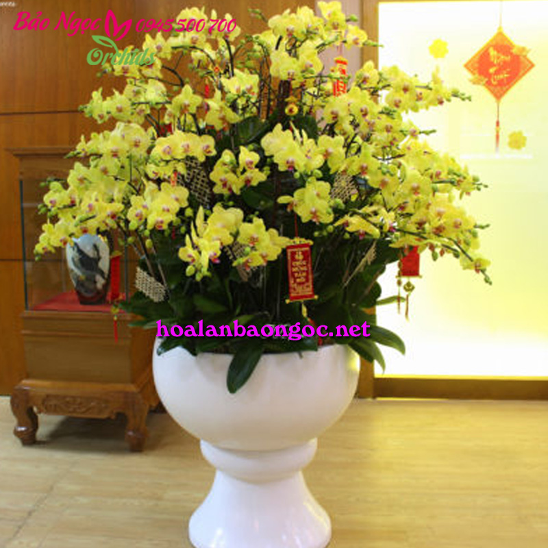 Chậu Hoa lan hồ điệp vàng chúc mừng Tất Niên