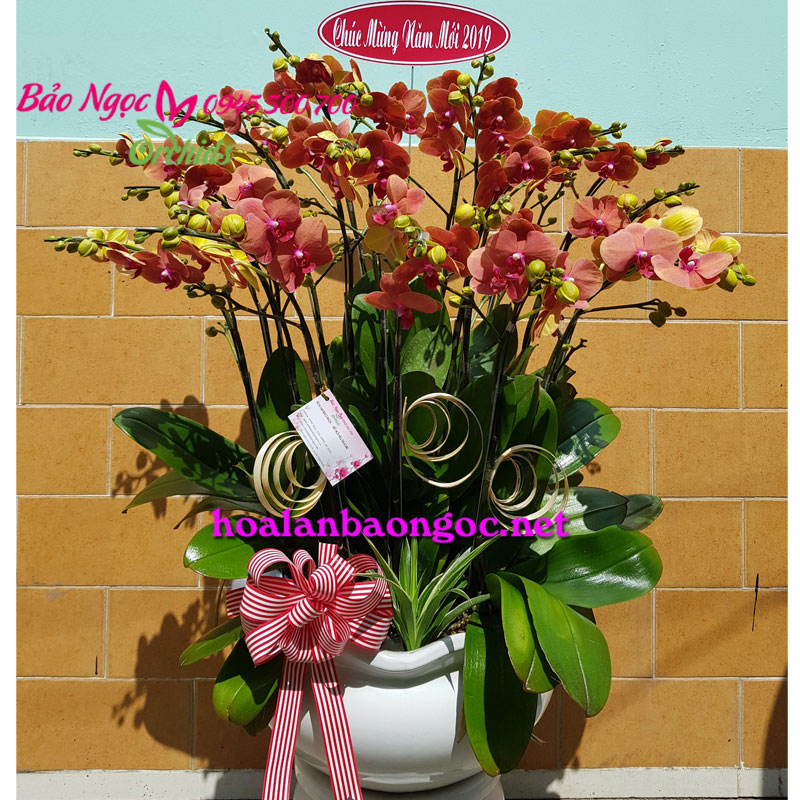 Hoa phong lan cam ghép chậu chúc Tết tại Lê Văn Việt Quận 9 HCM