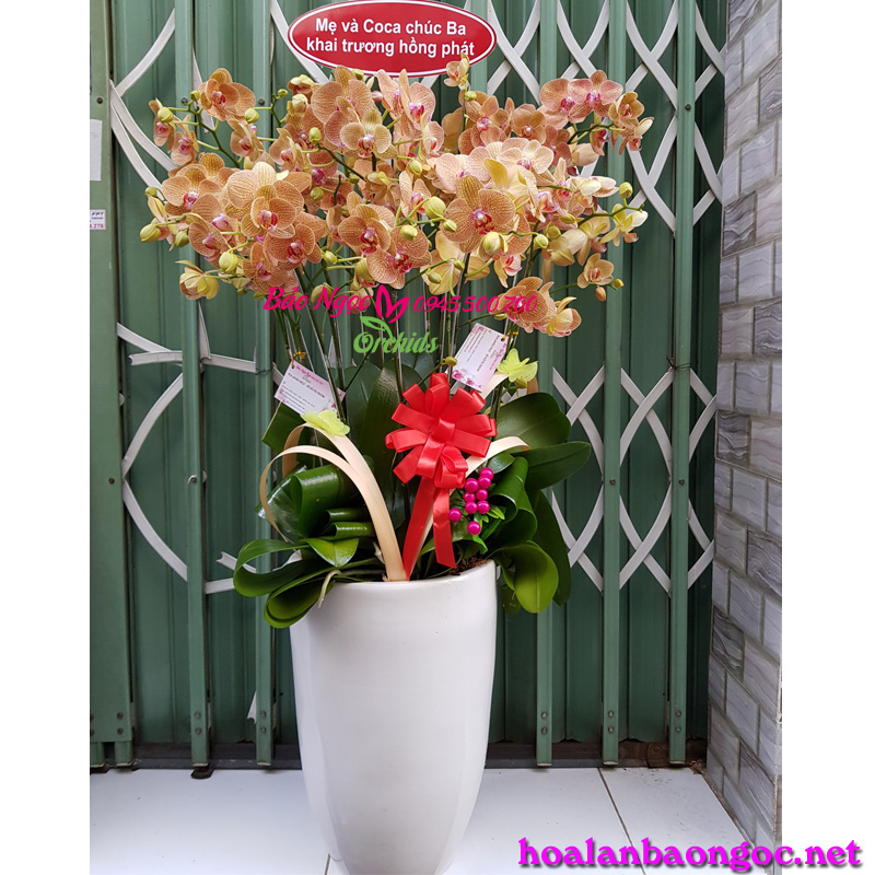 Chậu lan hồ điệp khai trương tặng bố